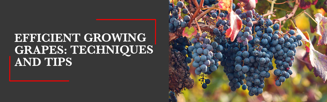 Bunches of ripe dark grapes hanging on the vine, with the title Efficient growing grapes, techniques and tips