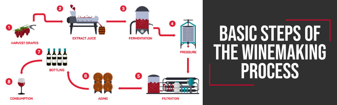 Diagram of the eight winemaking steps, from harvesting grapes to bottling and drinking, with the title Basic steps of the winemaking process