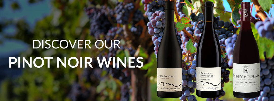 Pinot noir wines